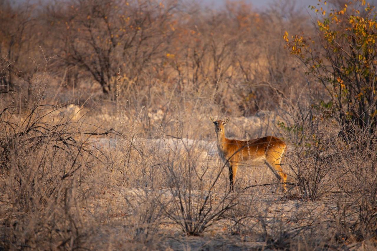 Etosha Trading Post Campsite Okaukuejo Exterior foto